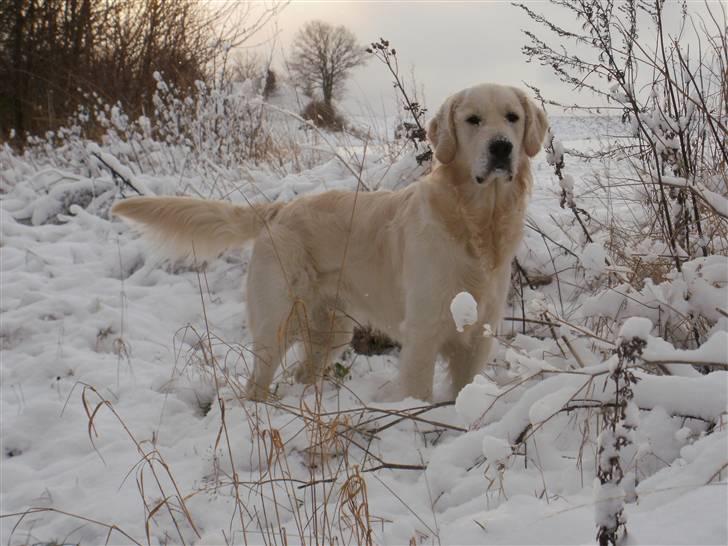 Golden retriever Loui <3 billede 6