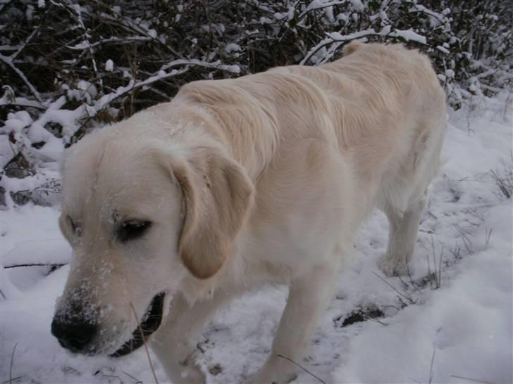 Golden retriever Loui <3 - smukke loui <3 billede 7