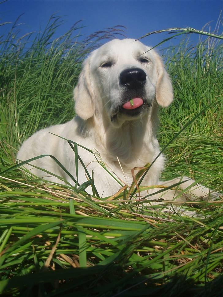 Golden retriever Loui <3 billede 8