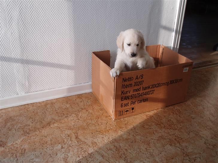 Golden retriever Loui <3 - der gad han ikke ligge <3 en bestemt herre billede 9