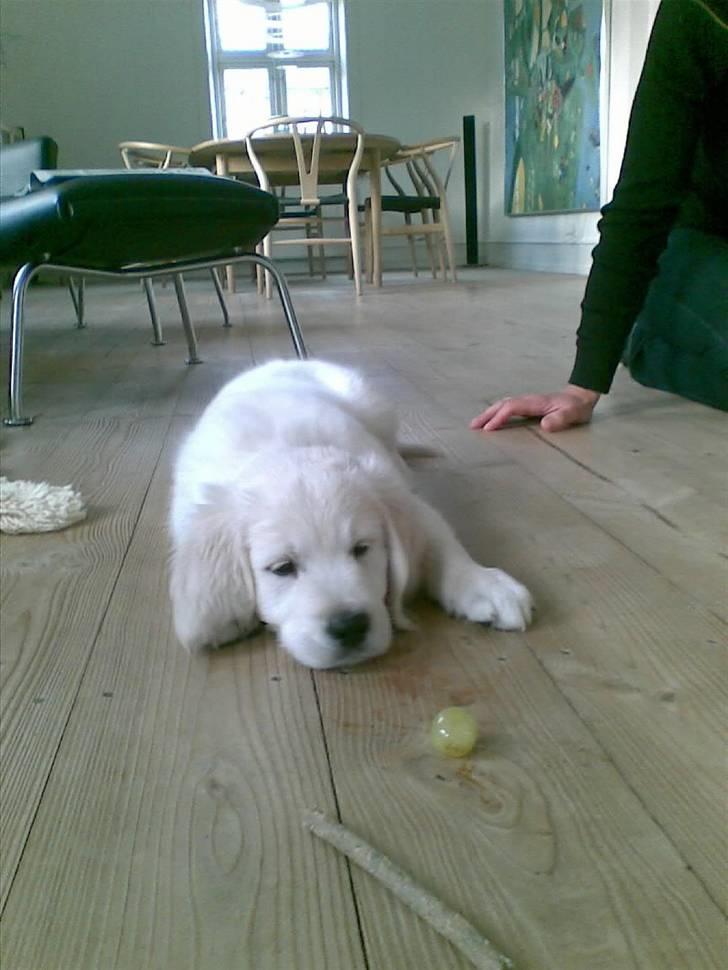 Golden retriever Loui <3 billede 10