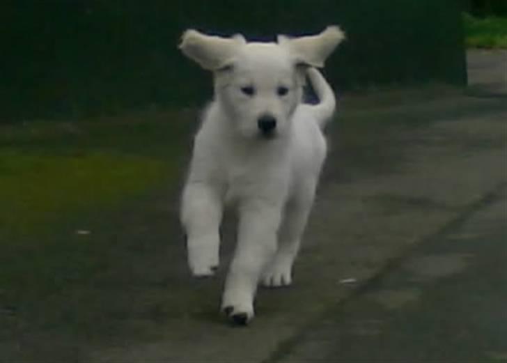 Golden retriever Loui <3 billede 11
