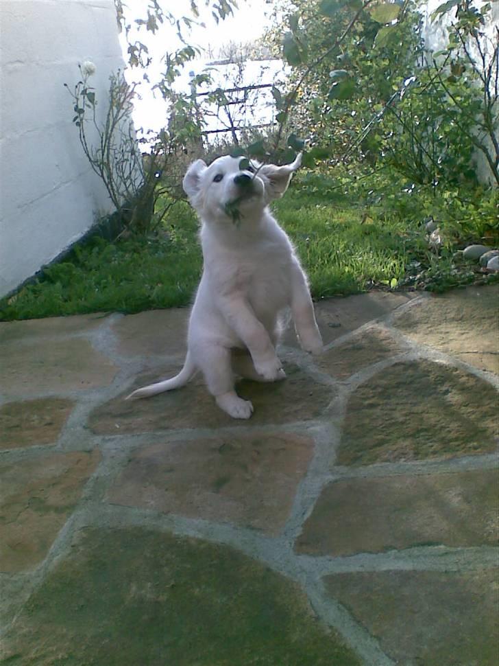 Golden retriever Loui <3 - sikke en dum pind<3 billede 12