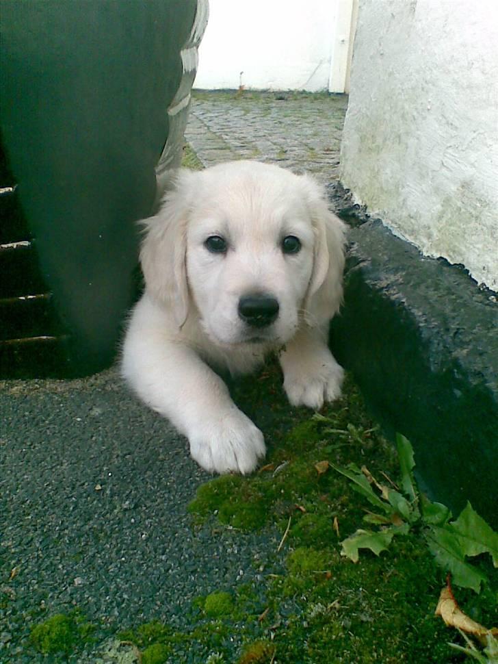 Golden retriever Loui <3 billede 13