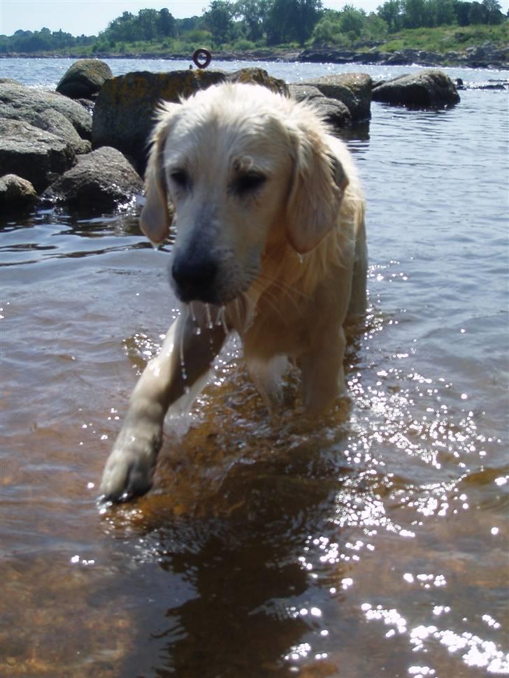 Golden retriever Loui <3 - loui i vandet <3 billede 14