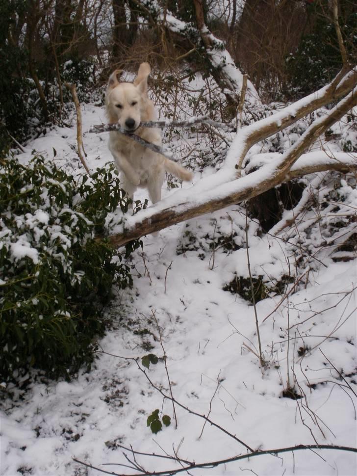 Golden retriever Loui <3 - hoppe loppe <3 billede 17