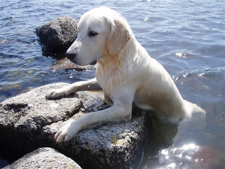 Golden retriever Loui <3 - hvordan kommer jeg op?! :o <3 billede 18