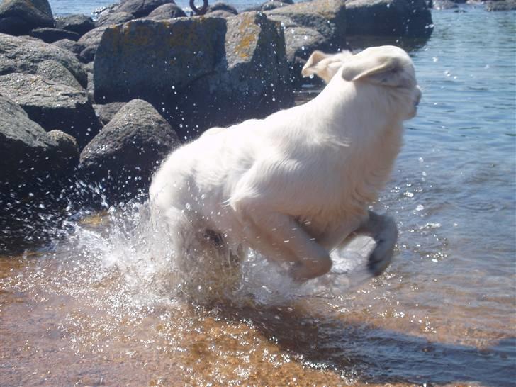 Golden retriever Loui <3 - HJÆLP der er noget farligt ude i vandet! :D  billede 19