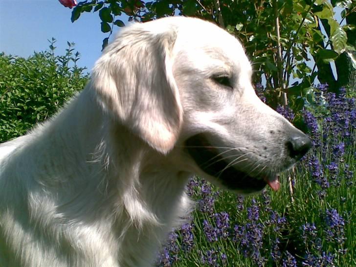 Golden retriever Loui <3 - smukke hund :I  billede 20