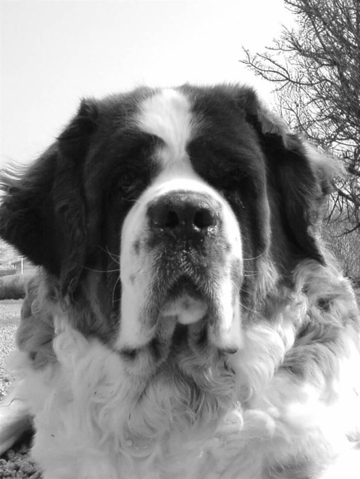 Sankt bernhardshund puppie R.I.P. - " jeg holder øje med jer.... så smid lige en høj når i er her... " :P billede 1
