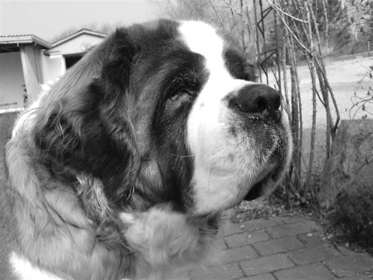 Sankt bernhardshund puppie R.I.P. billede 2