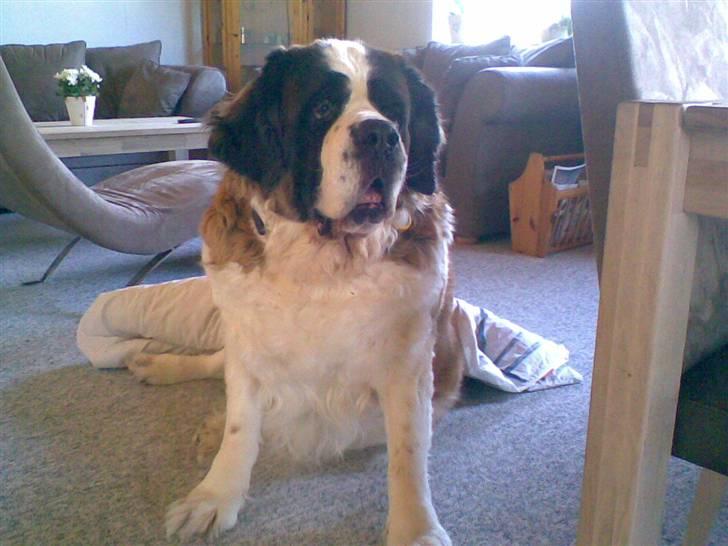 Sankt bernhardshund puppie R.I.P. billede 3