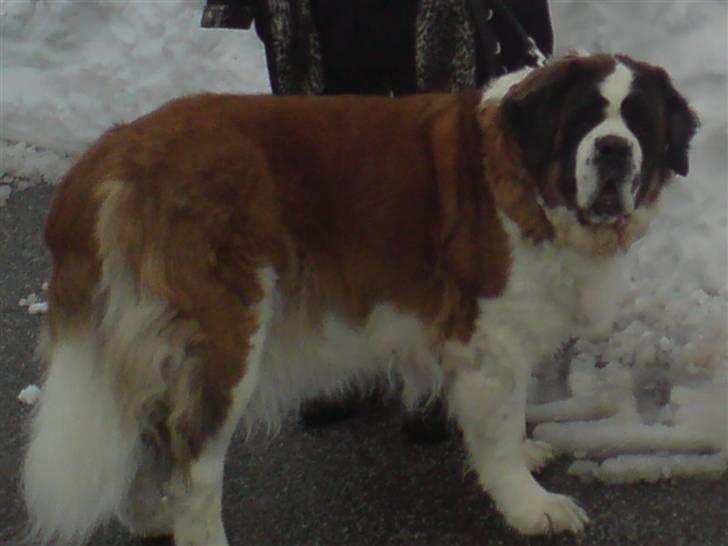Sankt bernhardshund puppie R.I.P. billede 4