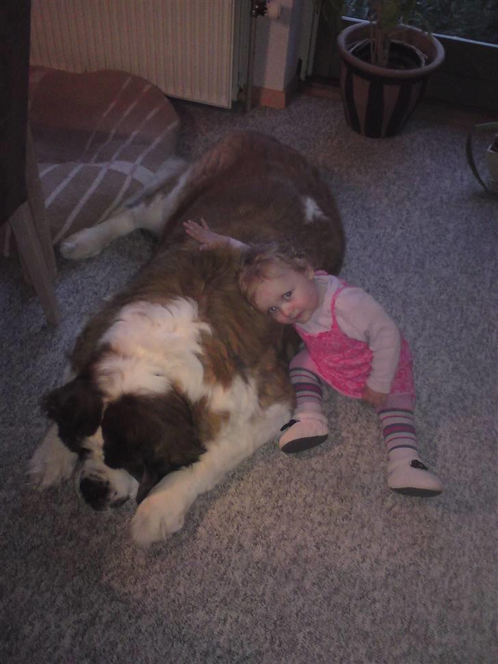 Sankt bernhardshund puppie R.I.P. - Puppie og lille Carolina... :) -best friends... billede 5
