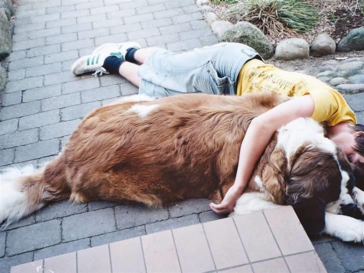 Sankt bernhardshund puppie R.I.P. - puppie og casper efter en laaang dag... (puppie har sovet dagen væk, casper har været i skole...) haha billede 6