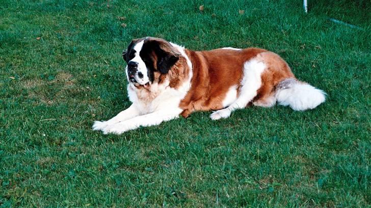 Sankt bernhardshund puppie R.I.P. - "det er sommer, det er sol, og det er søndag..." billede 7