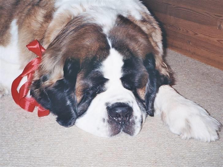 Sankt bernhardshund puppie R.I.P. - julegrisen... :D billede 8