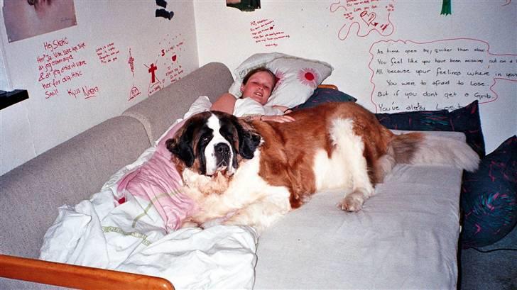 Sankt bernhardshund puppie R.I.P. - " vågn nu op mor, jeg skal UD!!! " billede 9