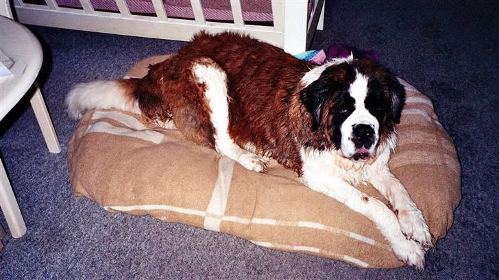 Sankt bernhardshund puppie R.I.P. - "kan jeg låne en hårtørrer...?" :P billede 10