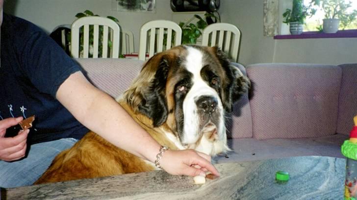 Sankt bernhardshund puppie R.I.P. - "giv mig da et kødben i stedet for...?!" billede 11