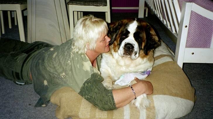 Sankt bernhardshund puppie R.I.P. billede 12