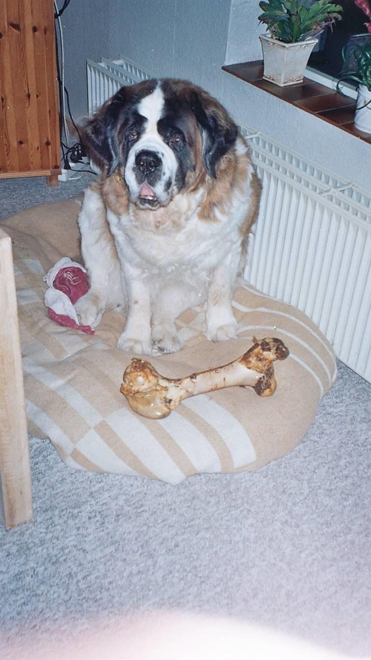 Sankt bernhardshund puppie R.I.P. billede 13