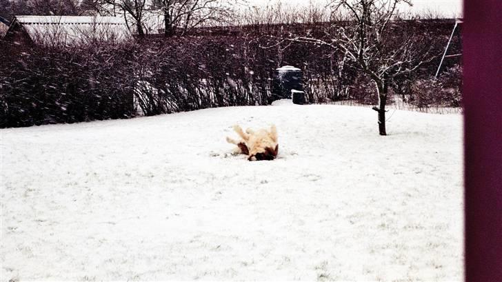 Sankt bernhardshund puppie R.I.P. - "jeg ELSKER sneen..." billede 14