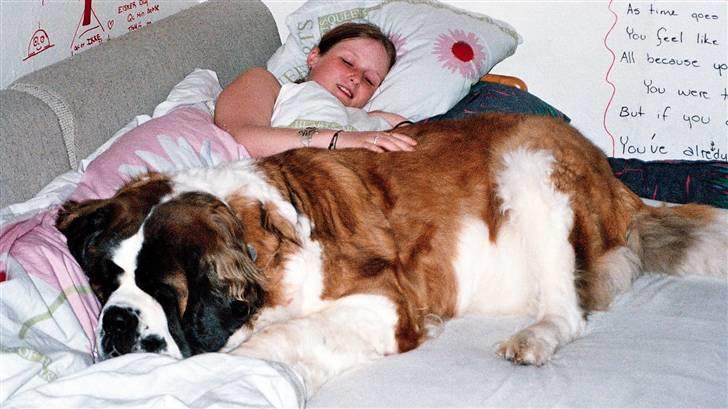 Sankt bernhardshund puppie R.I.P. - "mor!!!! -lad mig nu sove...." ;) billede 15