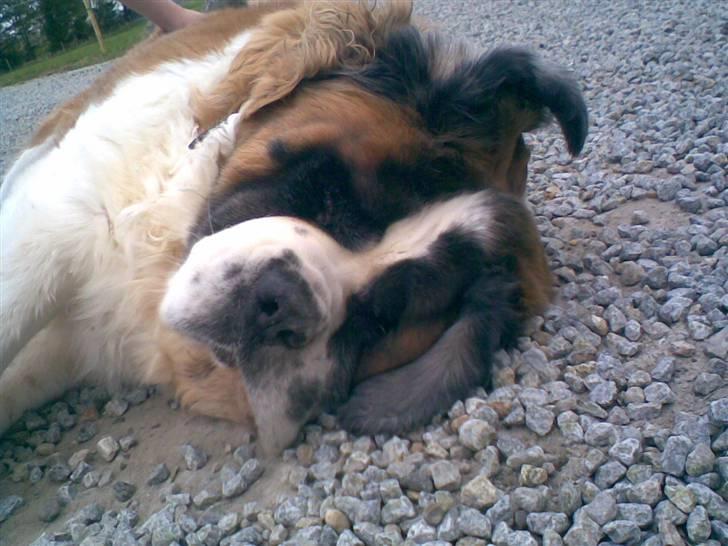 Sankt bernhardshund puppie R.I.P. - se, hvor beskidt jeg er her... :P billede 16