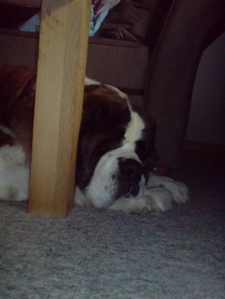 Sankt bernhardshund puppie R.I.P. billede 17