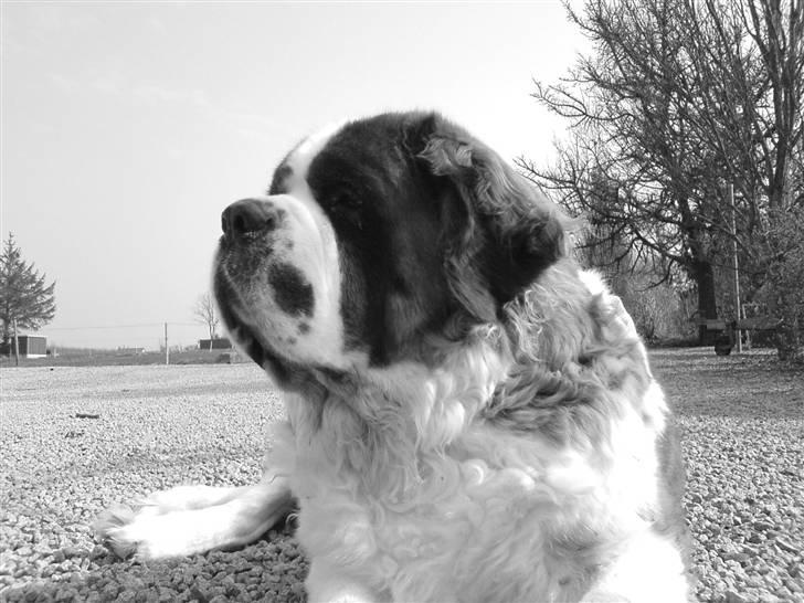 Sankt bernhardshund puppie R.I.P. billede 18