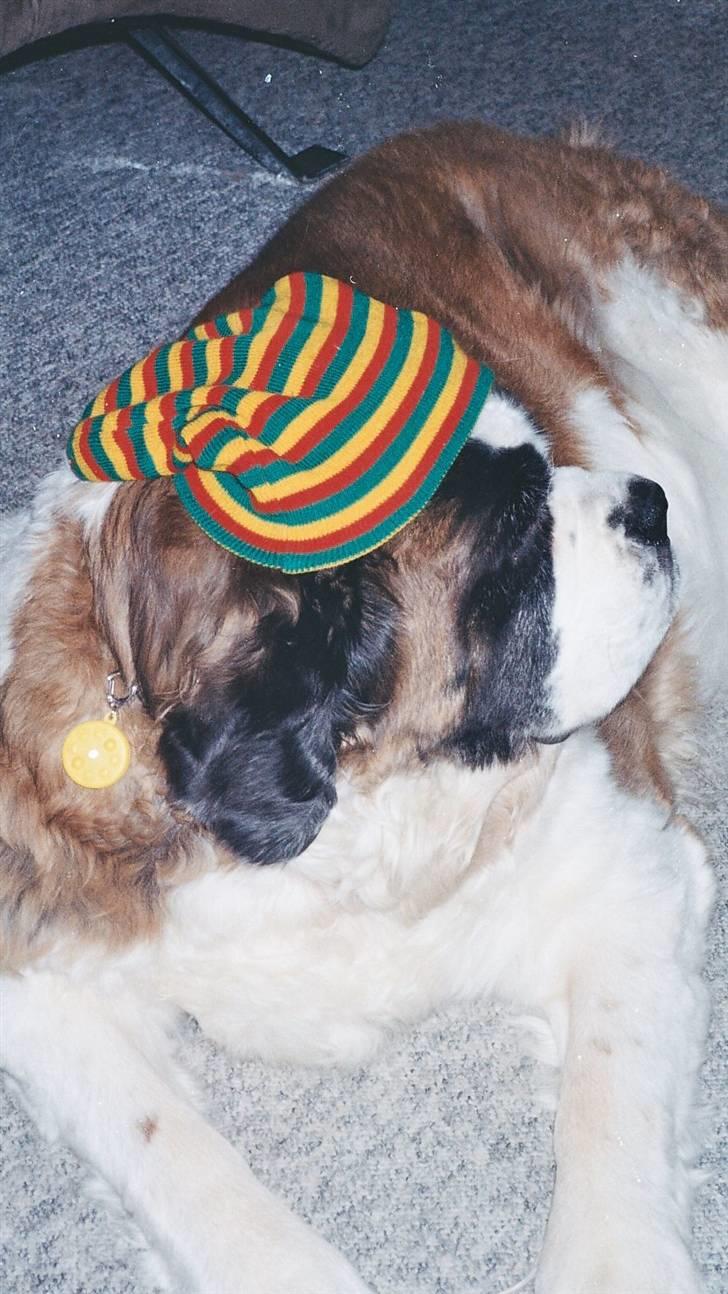 Sankt bernhardshund puppie R.I.P. - hippien puppie var altid med på den værste... ;) billede 19