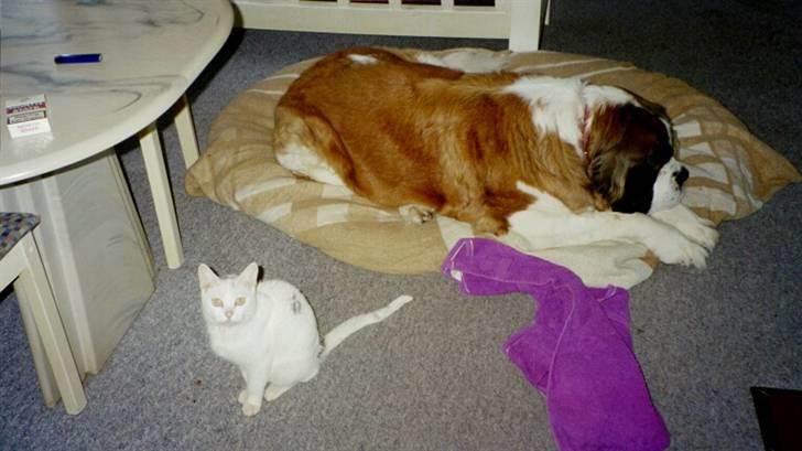 Sankt bernhardshund puppie R.I.P. - Puppie og thilde var bare bedste venner... :P billede 20