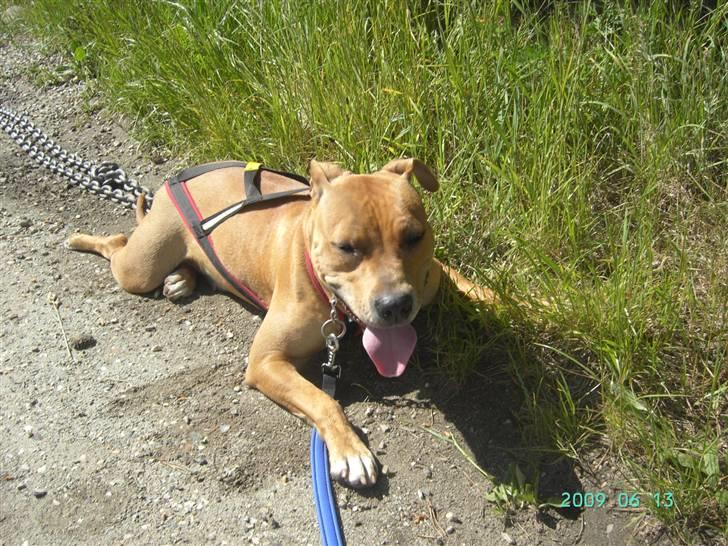 Amerikansk staffordshire terrier - .::.Chica .::. billede 12