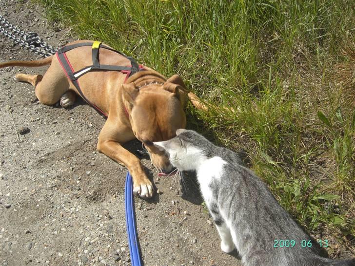 Amerikansk staffordshire terrier - .::.Chica .::. billede 13