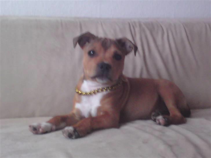 Staffordshire bull terrier Tovdal's Bailey - (Næsten 5 måneder)  billede 1