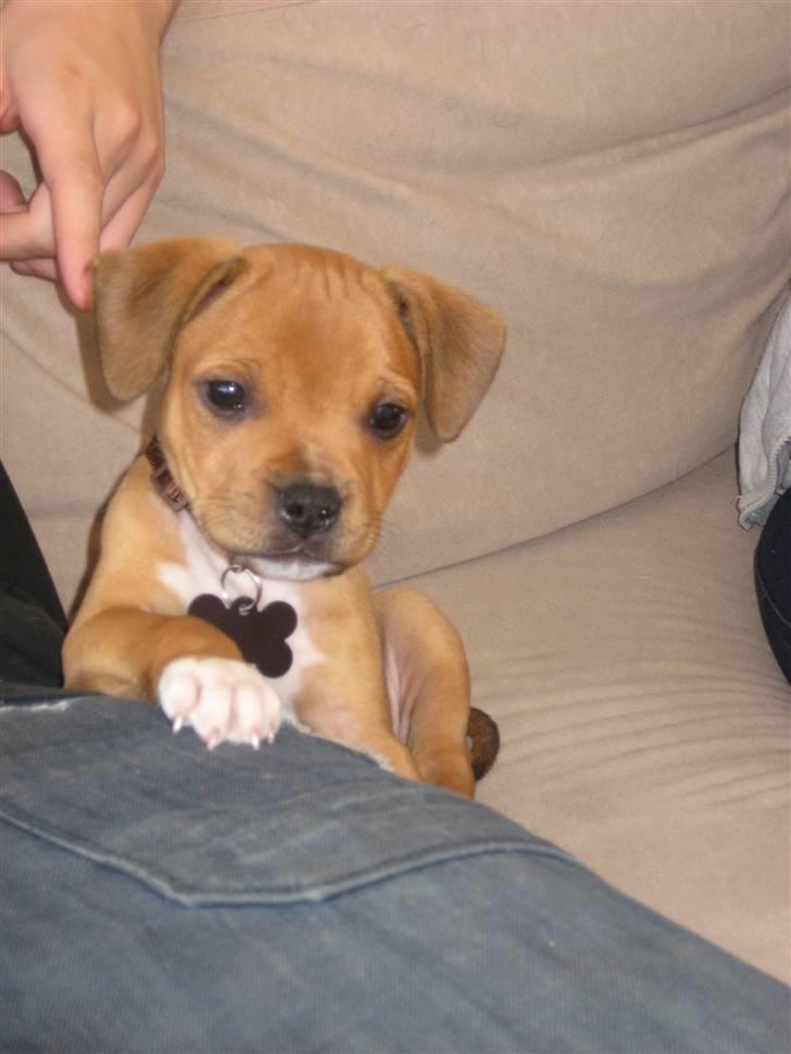 Staffordshire bull terrier Tovdal's Bailey - Nysgerig ? ;) (8uger) billede 2