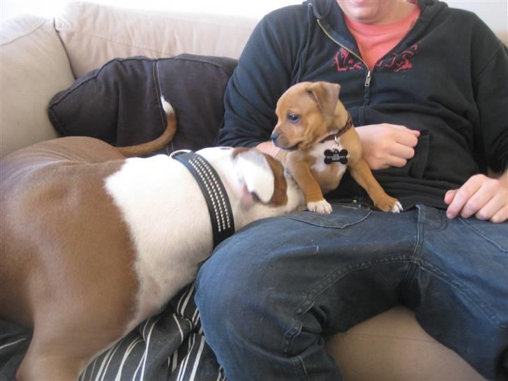 Staffordshire bull terrier Tovdal's Bailey - Bailey der leget med sin nye legekammerat Balto :) (8 uger)  billede 3