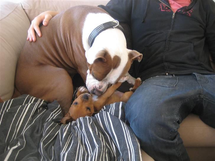 Staffordshire bull terrier Tovdal's Bailey - Bailey og Balto der tumler :) (8 uger)  billede 4