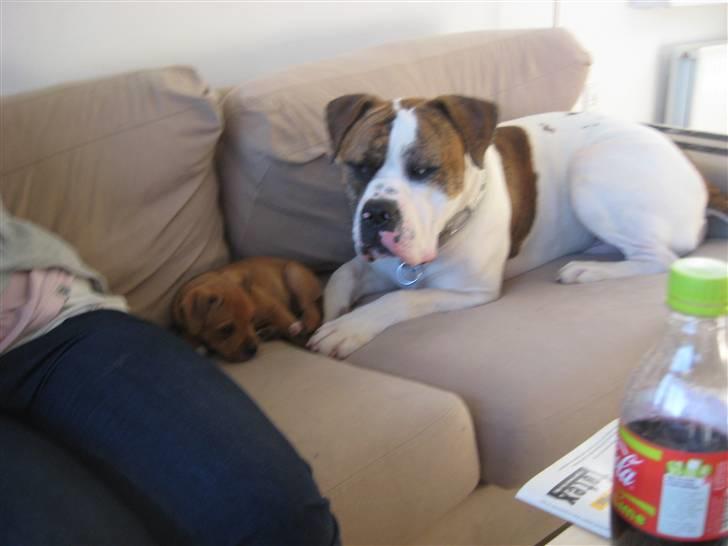 Staffordshire bull terrier Tovdal's Bailey - Bailey som ligger og putter med sin anden legekammerat Tiger :) (8 uger)  billede 6