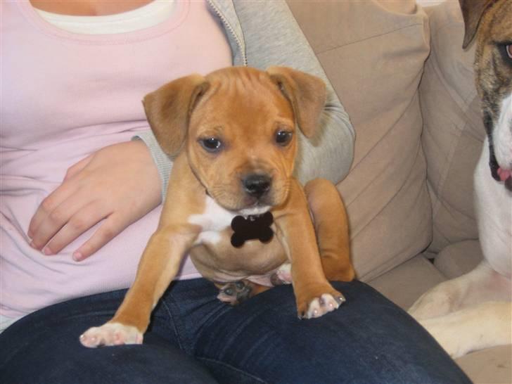 Staffordshire bull terrier Tovdal's Bailey - (8uger)  billede 7