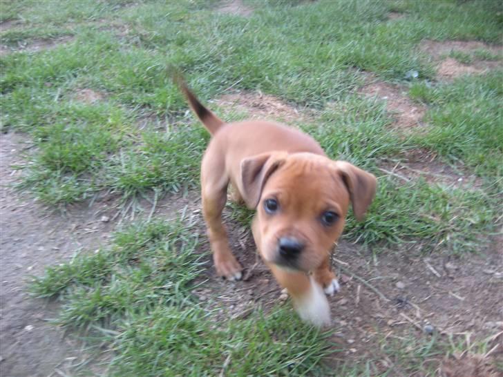 Staffordshire bull terrier Tovdal's Bailey - Bailey ude og lege for første gang i haven .. (8uger)  billede 8