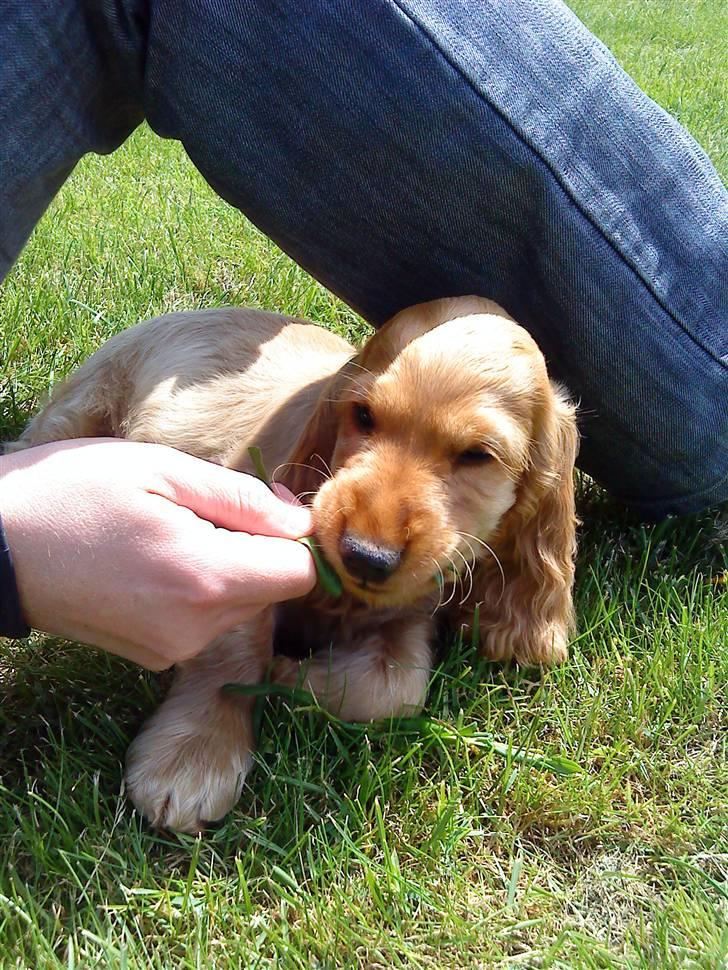 Cocker spaniel Diesel billede 20