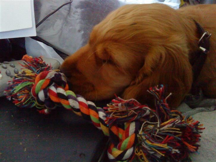 Cocker spaniel Diesel billede 21