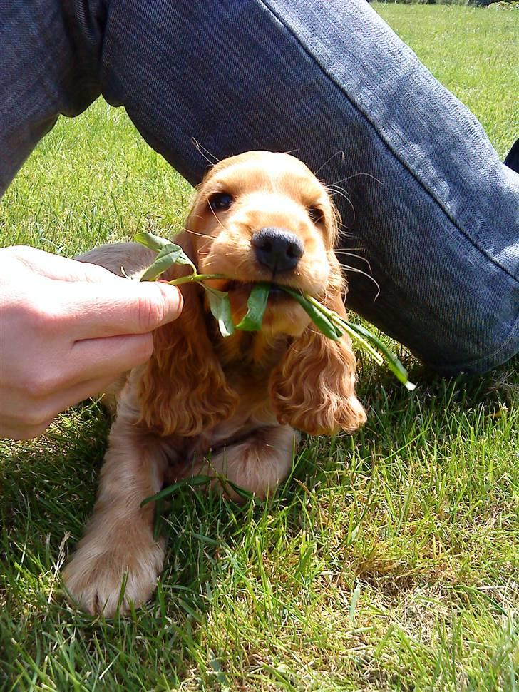 Cocker spaniel Diesel billede 22