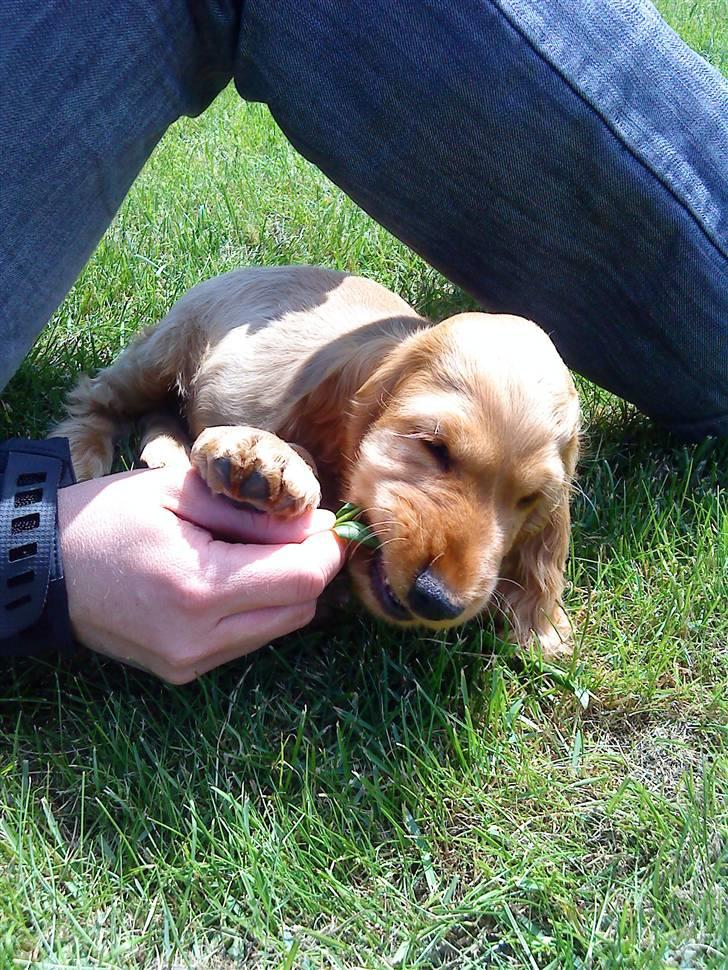 Cocker spaniel Diesel billede 23