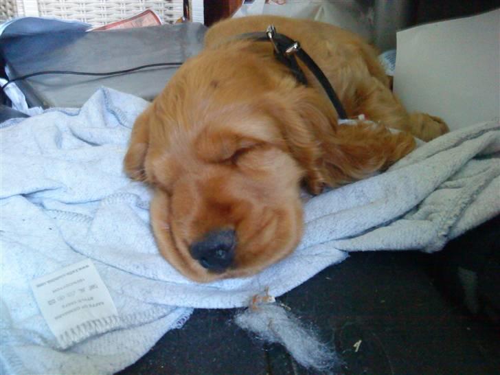 Cocker spaniel Diesel billede 24