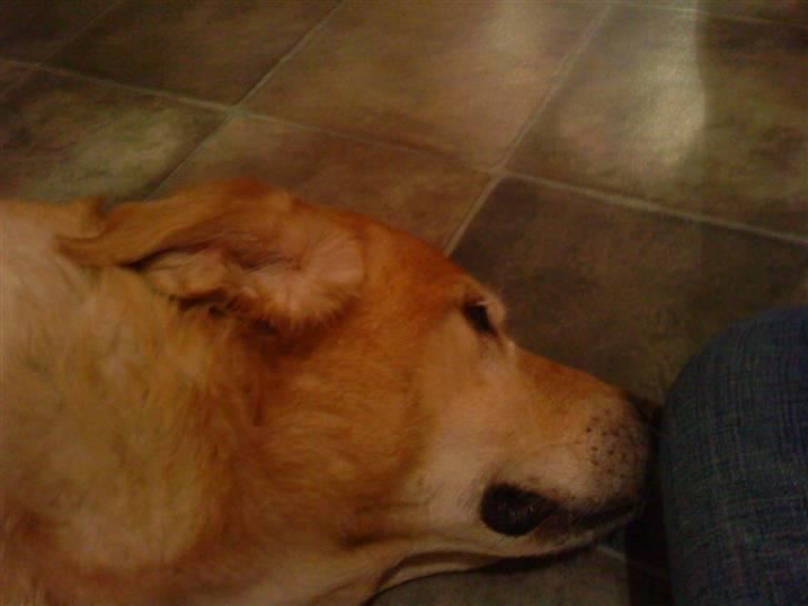 Labrador retriever Tiggi - Hviler sig efter vi han spillet bold en halv times tid. billede 1
