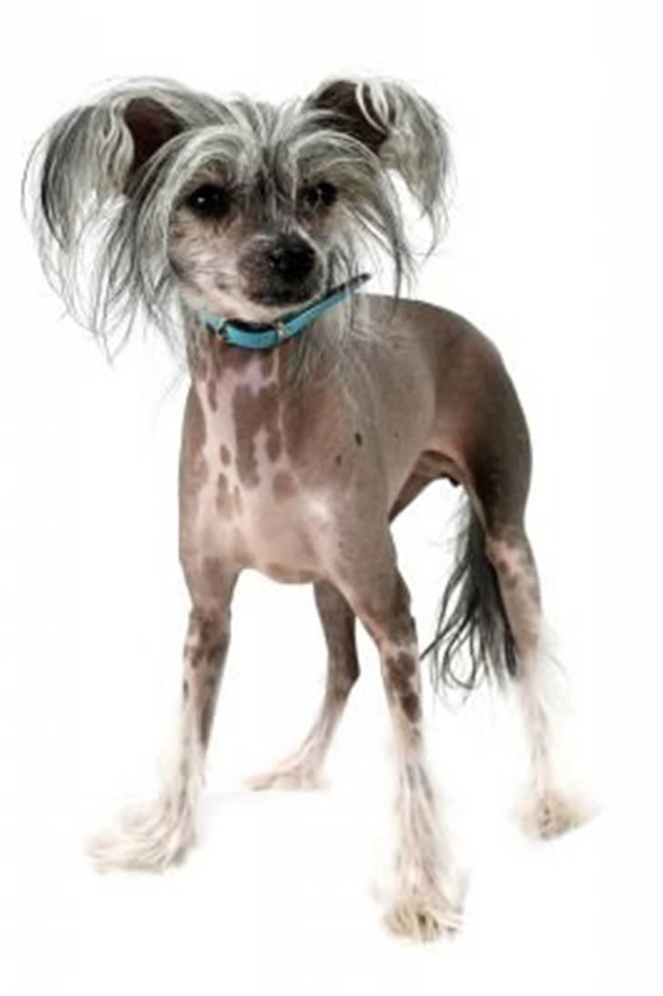 Chinese crested hårløs Cookie aka She Santa - Model pigen billede 1