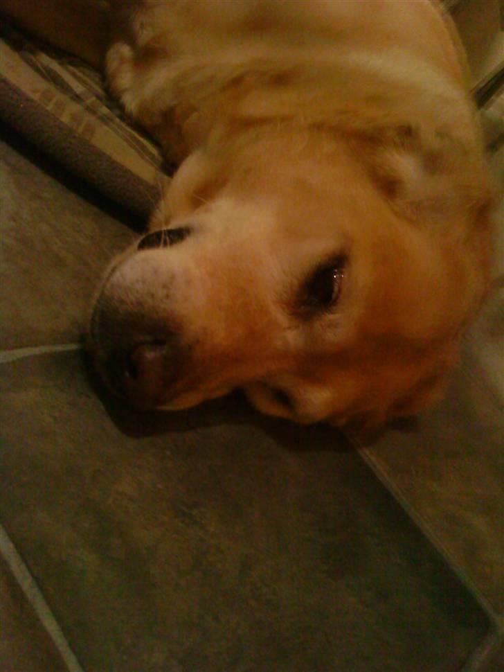 Labrador retriever Tiggi - ZzzZzzZzzZzzZzz såååååå træt! billede 2